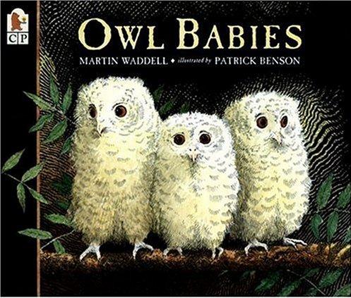 Owl babies  L2.4