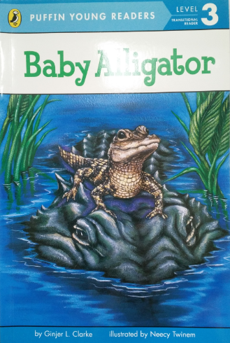 Baby alligator  2.9